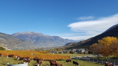 Vigneti ad Aymavilles e vista su Aosta
